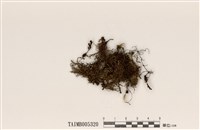 藏品(黑果球粉衣)的圖片